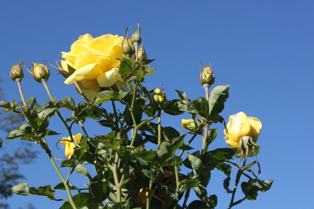 6.10.2012 bei tiefblauem Himmel