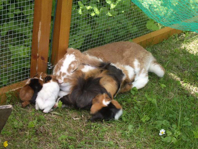 Auf gehts zum Kuscheln mit Hasentante Molly...