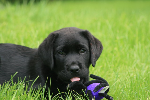 Kann man diesem Blick wiederstehen??