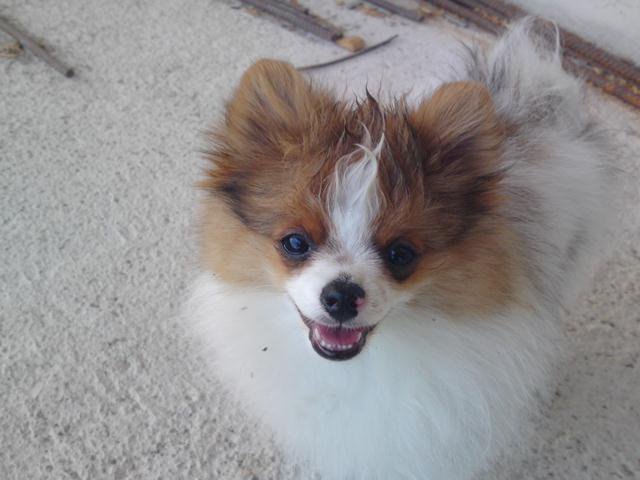 Kleine Prinzessin Amy