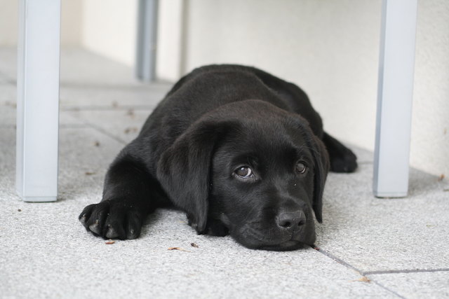 Buddys liebster Blick...