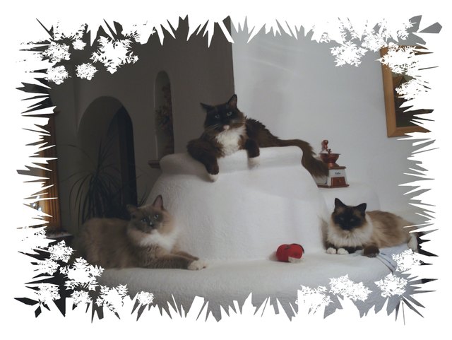 unsere 3 Schönheiten