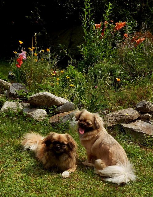 unsre Tibbies nach dem spielen im Garten