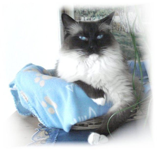 ich bin der Boss Ragdoll Gino