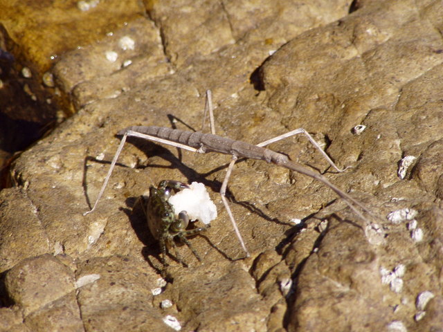 Aufgenommen auf Murter/Kroatien im Sommer 2012