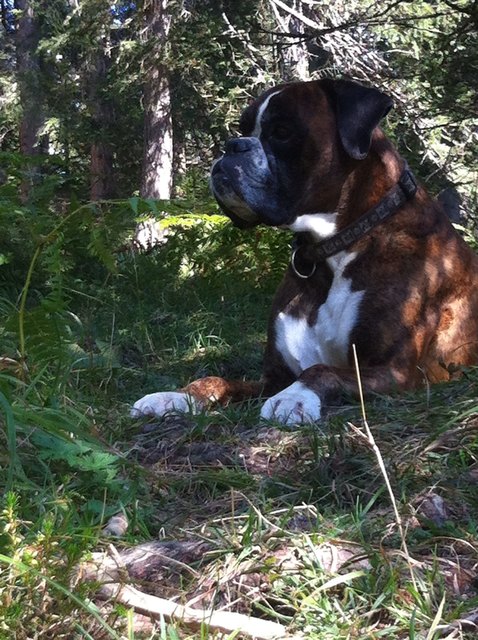 boxerbub am möserer see