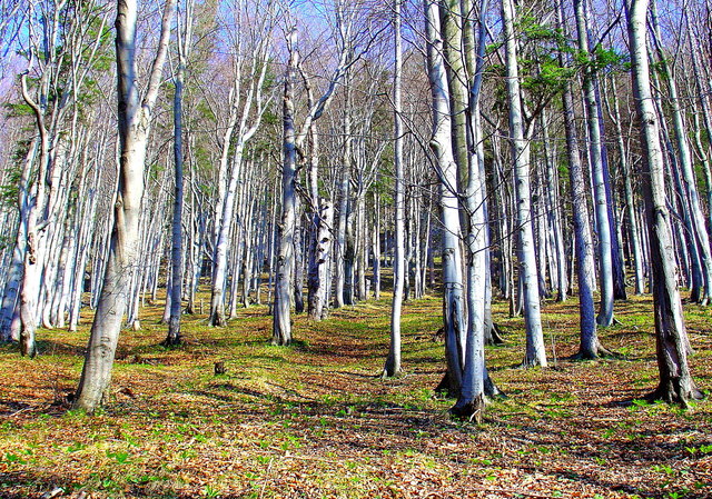 Der Wald am Ganzstein bei Mürzzuschlag macht dabei natürlich auch keine Ausnahme.