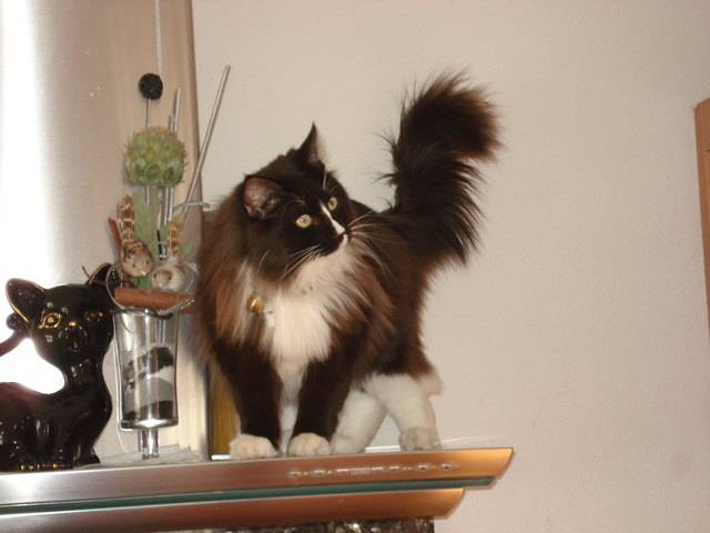 mein lieblingsplatz Ragdoll Blacky