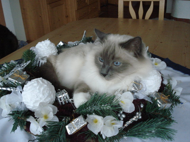 unser Heilige Birmakater und sein Lieblingsplatz