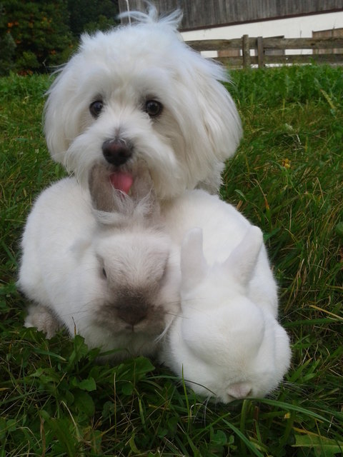 Jimmy mit seinen besten Freunden Mörchen und Flöckchen!