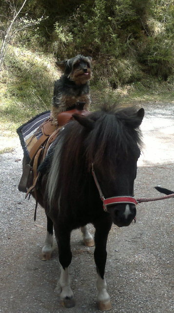 Yorki Gino lernt reiten auf Pony Nannerll