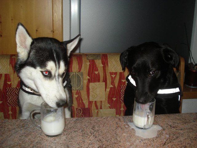 Erwischt! Amuni beim trinken