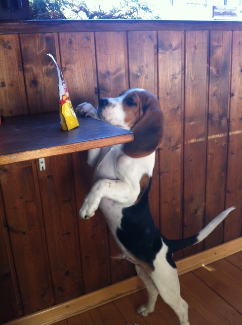 Milo die "Naschkatze" (: