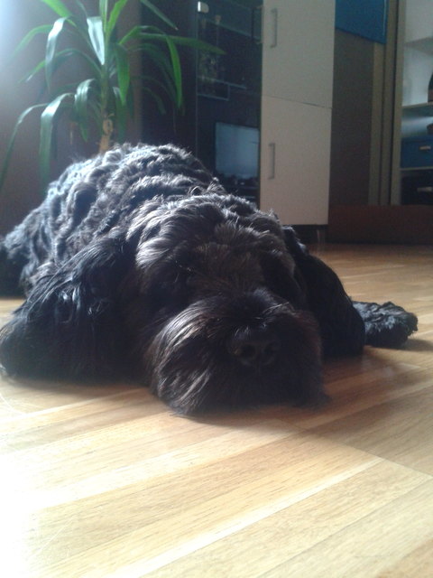 Unser Liebling Balou