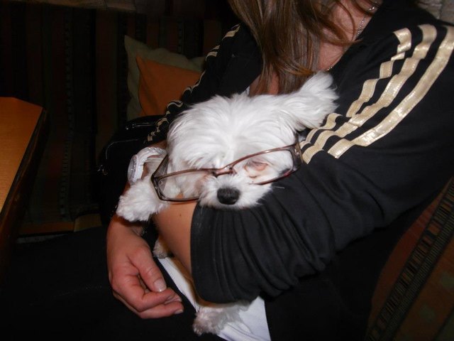 unsere Malteserdame Gina