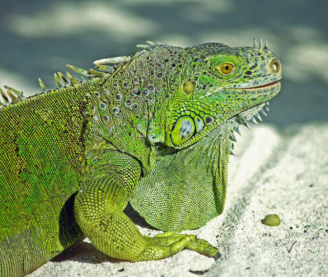 Grüner Leguan, Cozumel/Mexiko