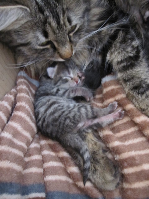 Da bedarf es keiner Worte