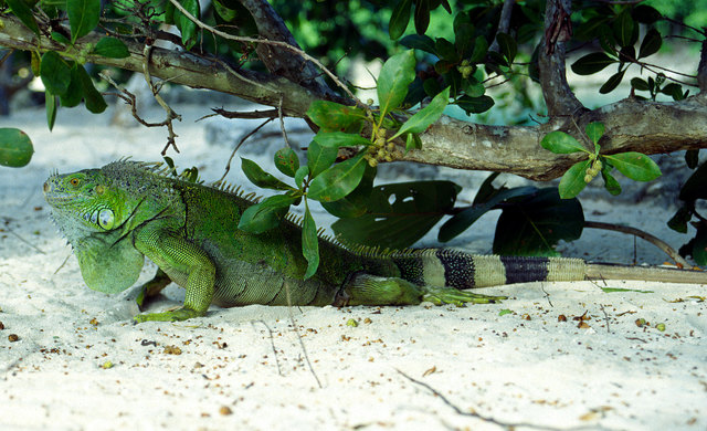 Meine Frau und ich erschraken nicht schlecht, als wir plötzlich an einem Strand der mexikanischen Insel Cozumel nur wenige Meter hinter uns diesen Drachen bemerkten, der sich unter einem Strandweingebüsch ausruhte. Es handelte sich um einen mindestens 1,5 m langen Grünen Leguan. Manche Exemplare können angeblich sogar über 2 Meter Körperlänge erreichen. Zum Glück sind sie reine Vegetarier!