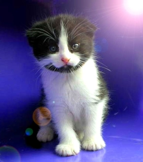 JOGGL - Scottish Fold Mix Kater