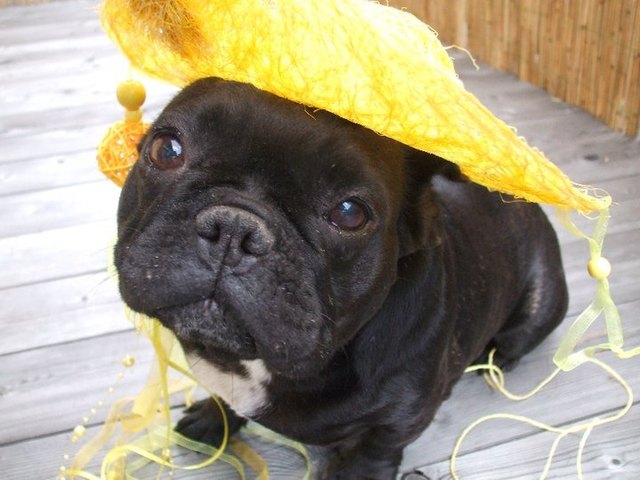 Josie startklar für den Urlaub