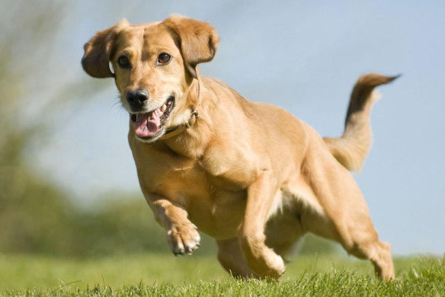 Besonders bei großen Hunden sind Gelenkprobleme keine Seltenheit. | Foto: djd/VieVital GmbH