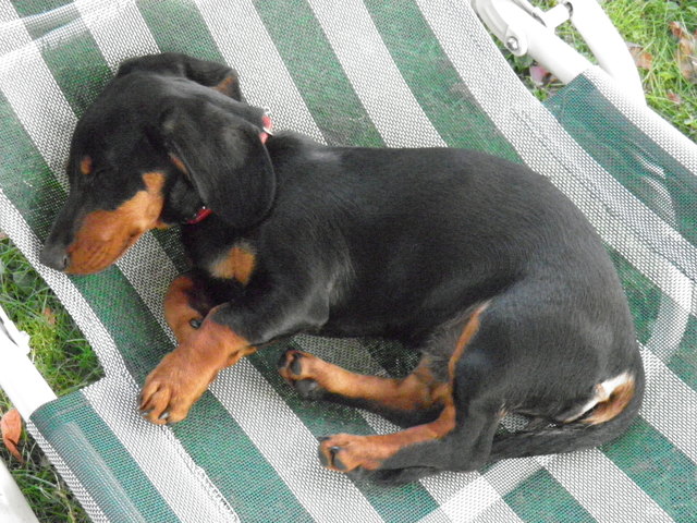 Unsere Dackeldame Lilly beim gemütlichen Schlaf auf dem Gartensessel