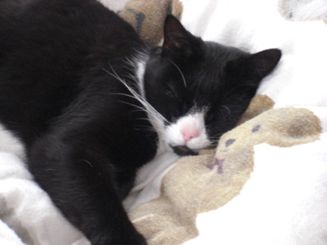 Katzendame Hexi 10 Jahre