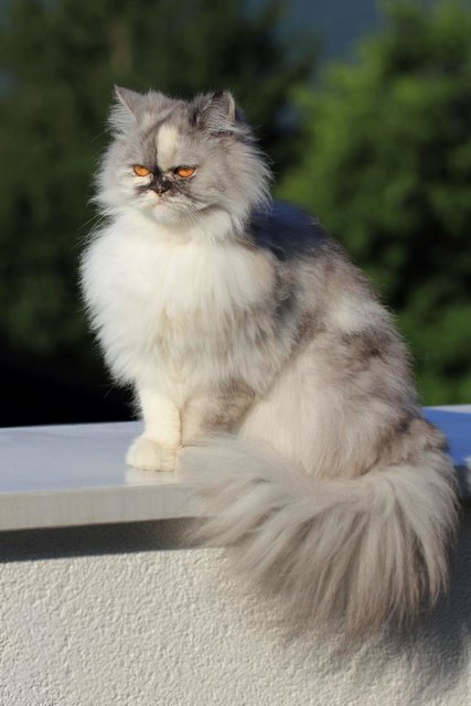 ICH BIN SO SCHÖN UND AUCH SO TOLL; ICH BIN DIE PERSERKATZE "NIA" AUS TIROL!!