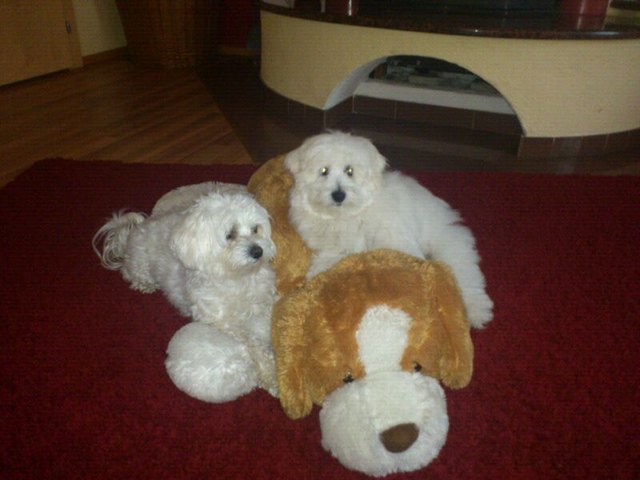 unsere Wachhunde Rocky und Daisy