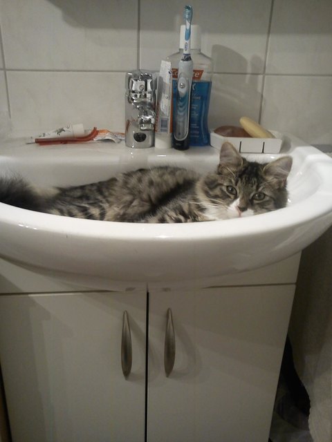 Mogli muss überall dabei sein :)