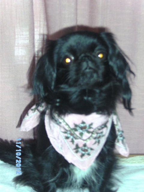 Lady , unser Scheidungshund