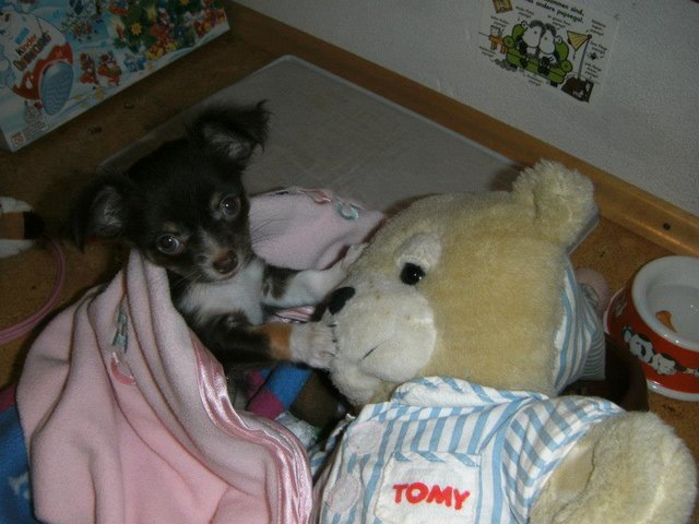 Bella im Welpenkindergarten.