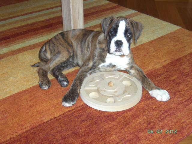 Odessa, deutscher Boxer