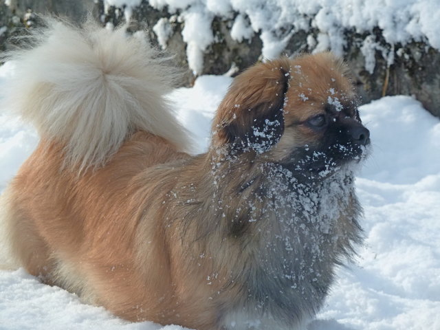 Unser Tibetischer Schneehund Lalita! ;-)