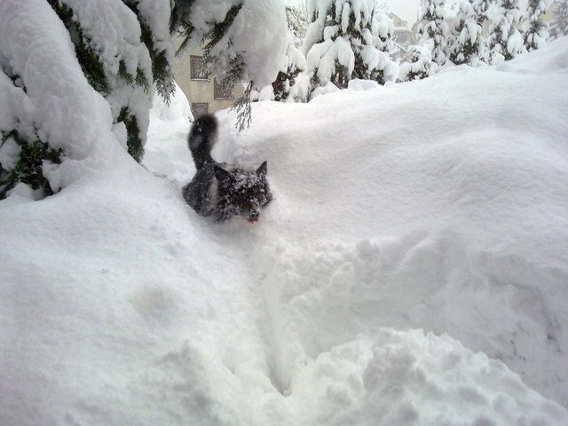 Schneehund
