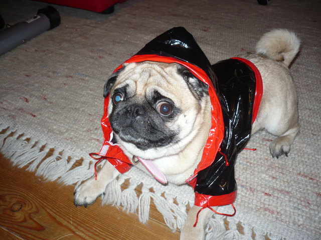 Hier ist mein Hund Charly...