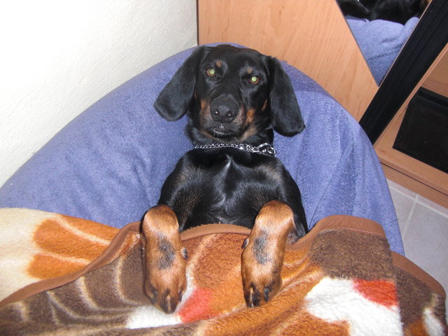 Ringo macht´s sich gemütlich