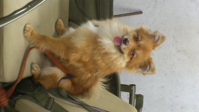 Rusty als Jeep Beifahrer