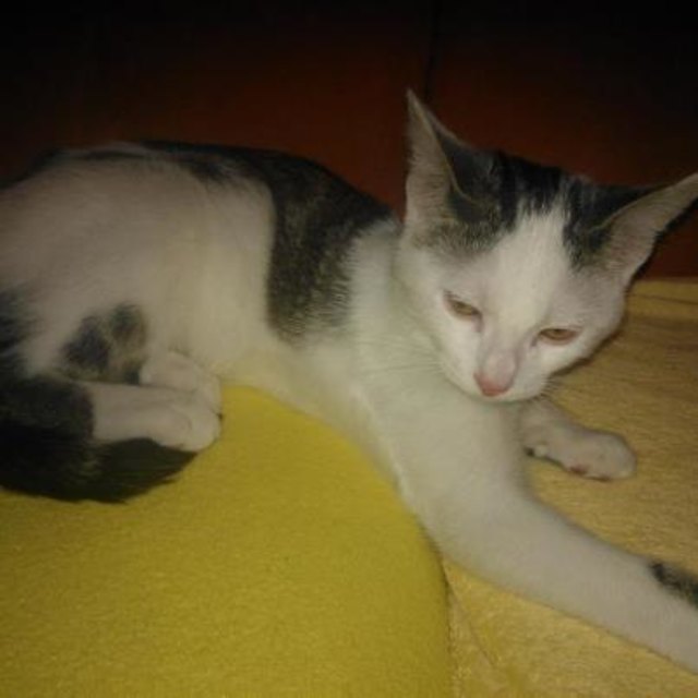 Dieser Kater wird seit 4. Oktober vermisst