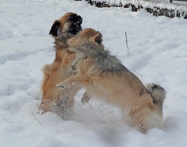 Unsre Tibbies lieben den Schnee!