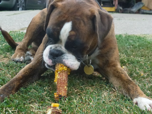 Odessa, unsere Boxer Hündin 9 Monate jung