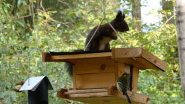 Eichhörnchen vs. Vogel