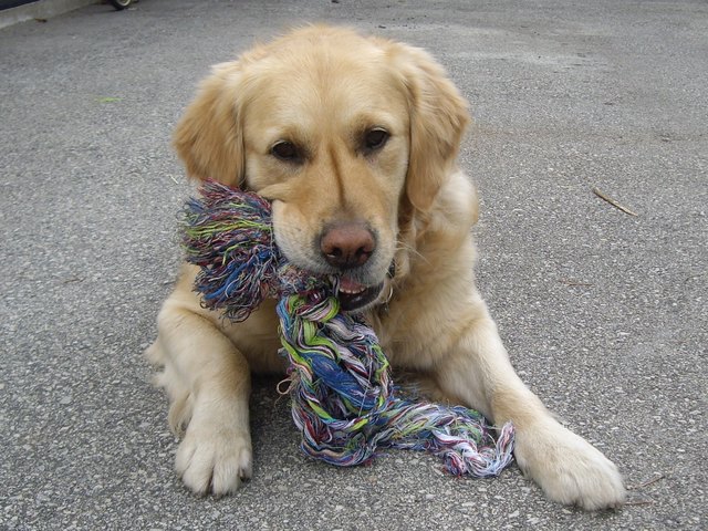 ...unser großer Schatz "Justy"