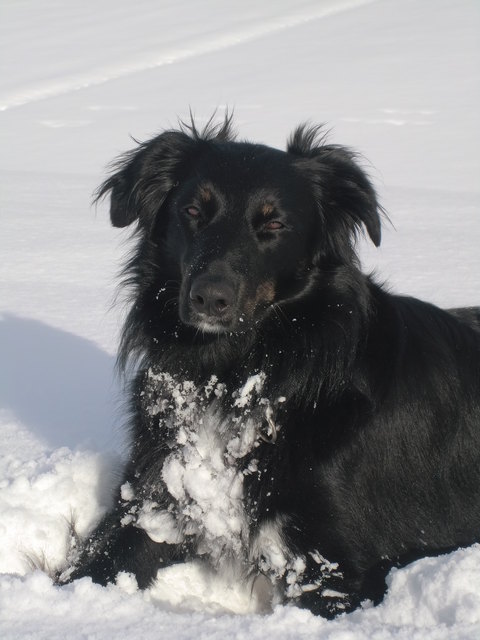 ... unsere Schneeratte "Diego"