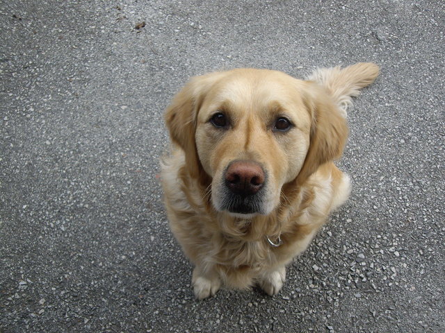 ...wer kann diesem Hundeblick wiederstehen?