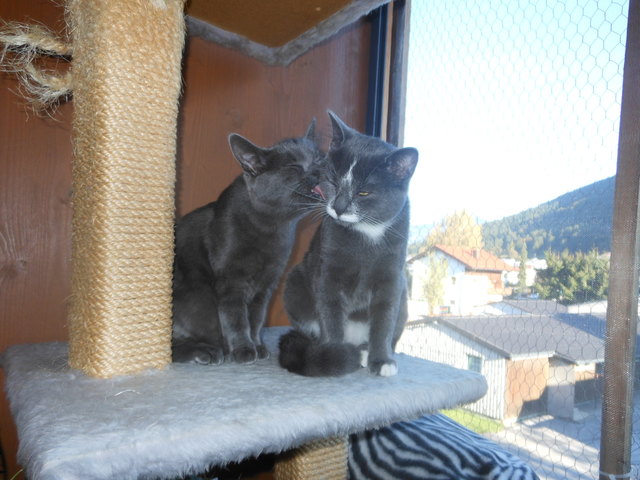 Simba macht Shiva sauber