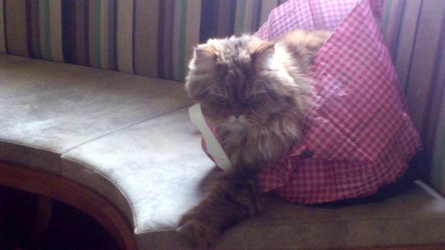 Winni, die Kratzbürste