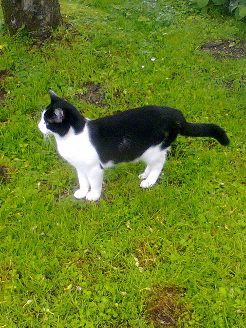 kater felix im garten