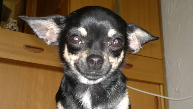 Können diese Chihuahua-Augen lügen ???
