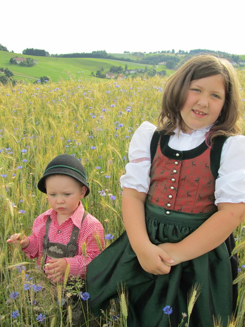 Kornblumen Hintergrund Moosau